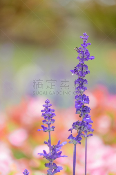 背景,园林,色彩鲜艳,春天,柔焦,洋葱花,植物群,墨西哥灌木草,鼠尾草,野花