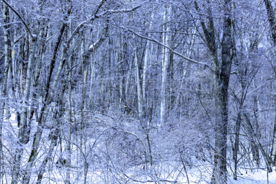冬天,雪,日本,安静,云,深雪,木制,晴朗,长野城,白色