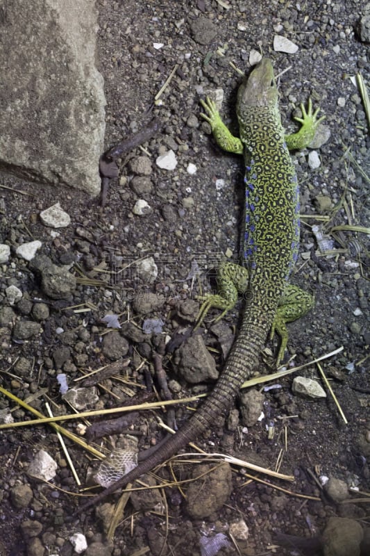 蜥蜴,眼状图案羽火鸡,鳞目,伊比利亚风格,自然,垂直画幅,野生动物,无人,欧洲,野外动物