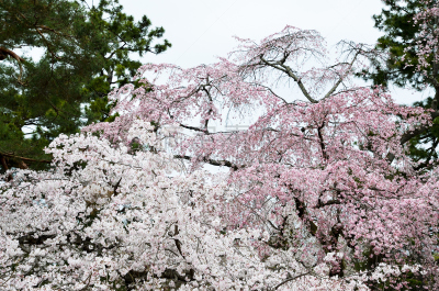 樱花,日本,京都市,园林,京都御苑,旅游目的地,水平画幅,地形,无人,色彩鲜艳