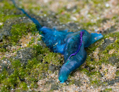 蓝色,海草,疲劳的,瓶子,游动孢子,portuguese man o' war,无脊椎动物,海滩,水平画幅,沙子