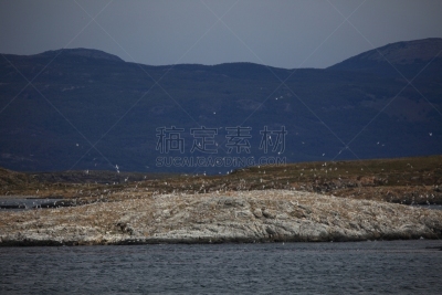 黑面鸬鹚,阿根廷乌斯怀亚市,火地群岛,南美,阿根廷,水平画幅,无人,鸟类,火地岛群岛,巴塔哥尼亚