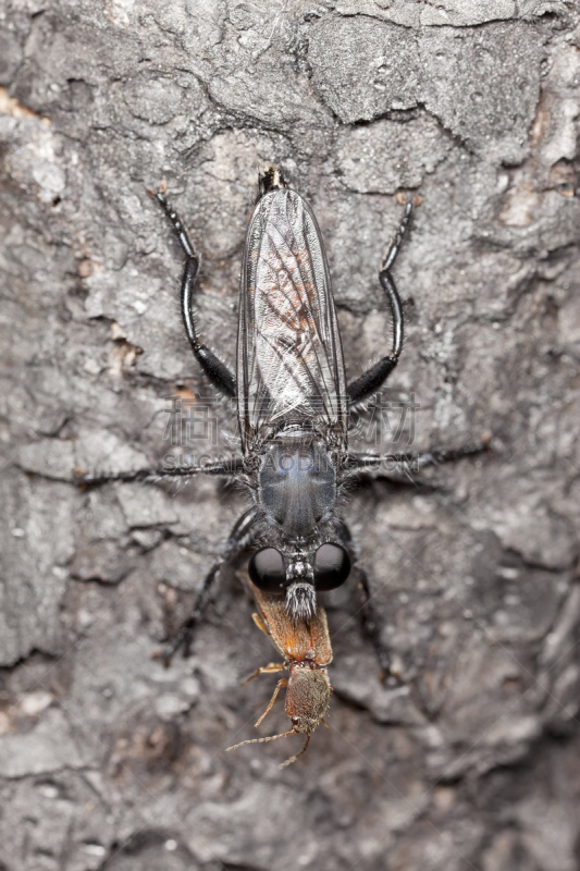 食虫虻,click beetle,大特写,捕获的,垂直画幅,选择对焦,正面视角,无人,动物身体部位,户外