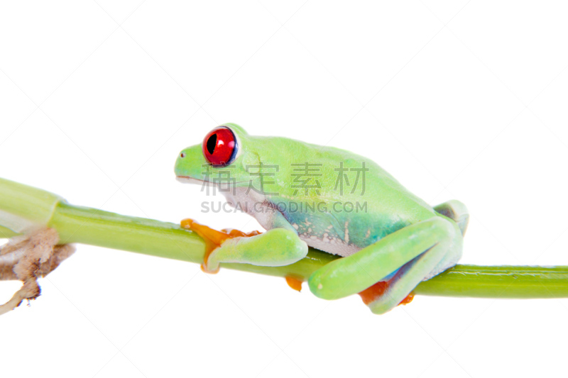 红眼树蛙,白色背景,自然美,气候,水平画幅,无人,热带雨林,沼泽,特写,雨林
