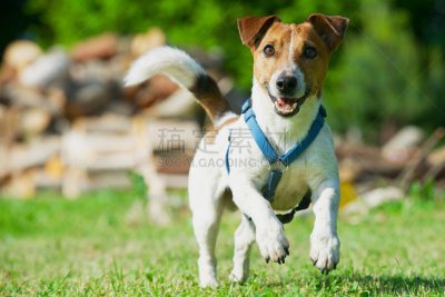 草,蓝色,杰克拉瑟短腿犬,马具,公园,褐色,驯养动物,水平画幅,进行中,梗犬