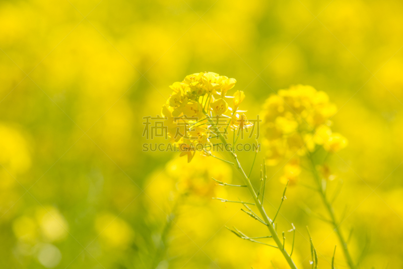 日本,油菜花,田地,自然,哈拉帕,水平画幅,山,可爱的,无人,3到4个月