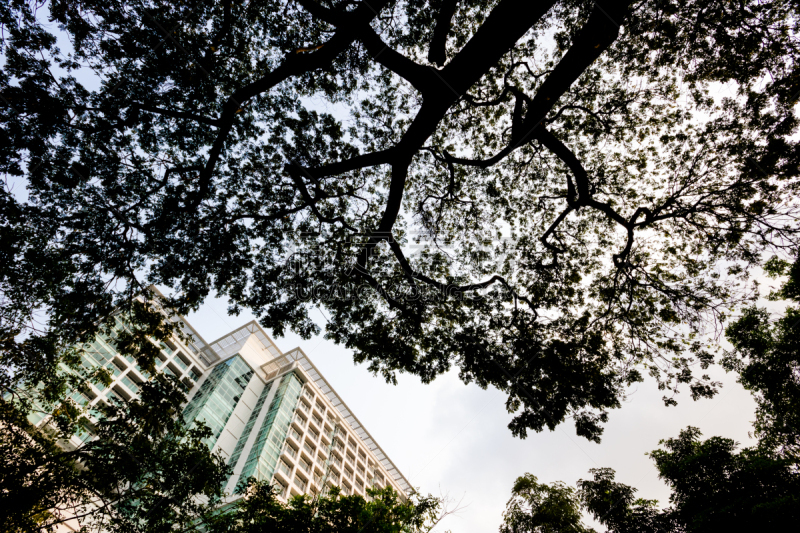 在之后,城市,树林,道奇,现场活动,蚂蚁,混沌,天空,都市风景,现代