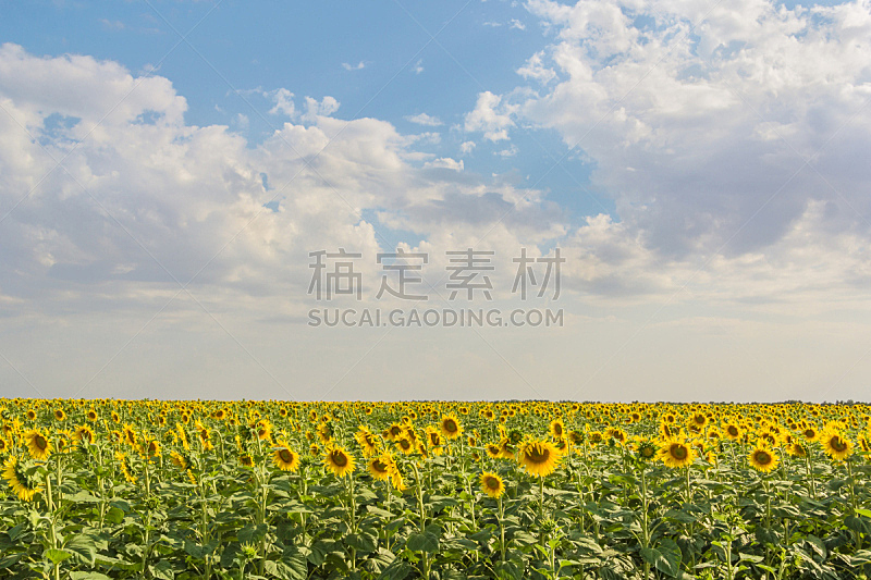 天空,田地,向日葵,背景,水平画幅,无人,夏天,户外,农作物,白色