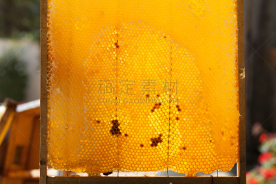 蜂箱,蜂蜜,麻疹乐队,彼得罗,Beekeeper,蜂蜡,褐色,梳子,水平画幅,夏天