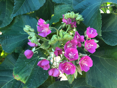 粉色,茎,白色,水,夏天,葡萄牙,明亮,花束,热带气候,灌木