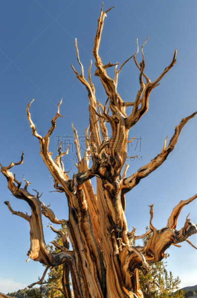 狐尾松,过去,森林,英友镇,垂直画幅,天空,美国西部,衰老过程,夏天,齿状山脊
