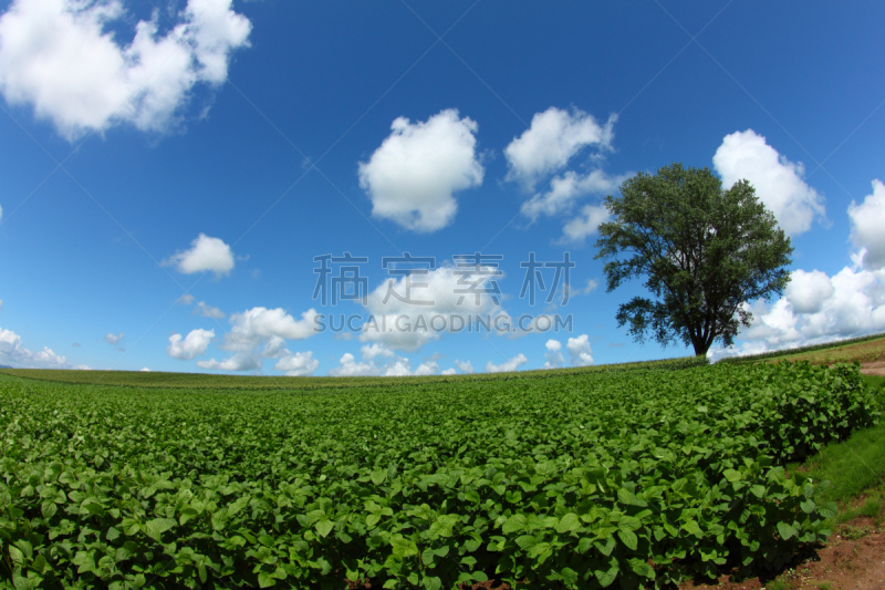 天空,蓝色,北海道,在下面,寂寞,自然,水平画幅,景观设计,富良野盆地,无人