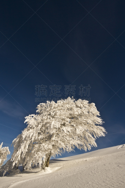 雪,山毛榉树,冬天,巨大的,垂直画幅,无人,孚日省,户外,weeping beech,白色