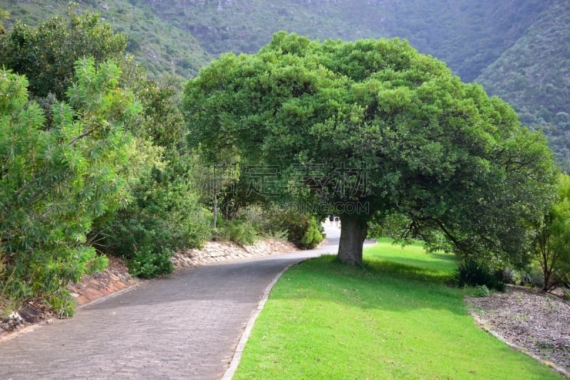 尔斯滕博什植物园,小路,国内著名景点,植物园,田径跑道,自然,公园,水平画幅,开普敦,草坪