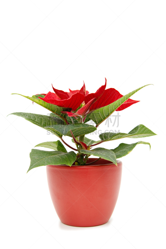 猩猩木,自然,垂直画幅,绿色,无人,背景分离,室内植物,自然美,红色