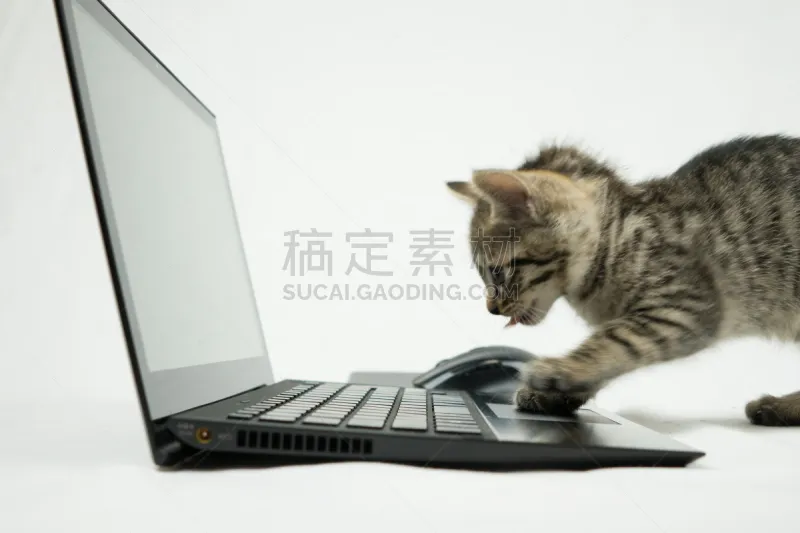 猫 留白 笔记本电脑 水平画幅 可爱的 日本 猫科动物 白色背景 使用电脑 可爱图片素材下载 稿定素材 猫 留白 笔记本电脑 水平画幅 可爱的 日本 猫科动物 白色背景 使用电脑 可爱图片素材下载 稿定素材