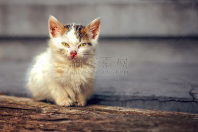 猫,小的,流浪动物,被抛弃的,收容中心,小猫,美,水平画幅,动物身体部位