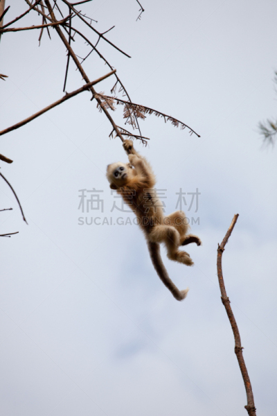 叶猴,垂直画幅,褐色,金丝猴,进行中,猴子,野外动物,特写,哺乳纲,看