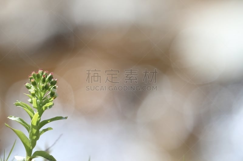 蜂斗菜,弥漫性增生,秧苗,自然,水,留白,水平画幅,绿色,无人,日本