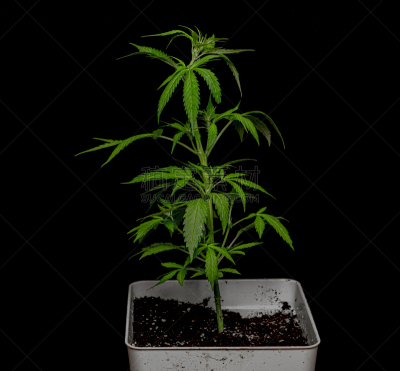儿童,多样,黑色背景,后背,寡妇,女孩,黄色,绿色,塑胶,自然界的状态