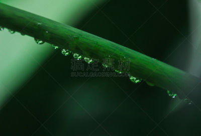 皇后伞树,叶子,水滴,运动模糊,绿色,五加科,水平画幅,无人,夏天,户外