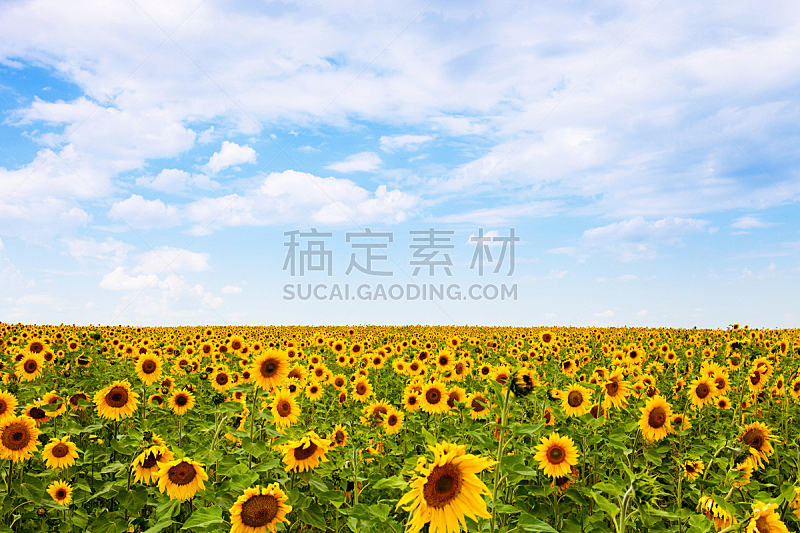 天空,蓝色,向日葵,水平画幅,无人,夏天,户外,云景,仅一朵花,工业