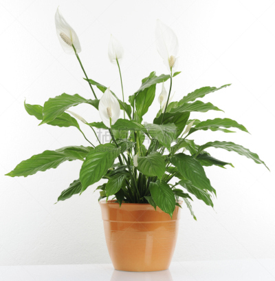 橙色,室内植物,白色,锅,兰花,自然,垂直画幅,植物,peace lily,绿色