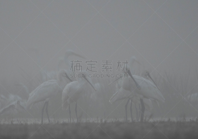 白琵鹭,玫瑰色琵鹭,早晨,雾,羊群,动物的冠,防水长靴,泰瑟尔岛,食品,野生动物