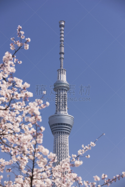 樱桃树,东京天空树,垂直画幅,樱花节,无人,日本,户外,城市,微波塔,台东区