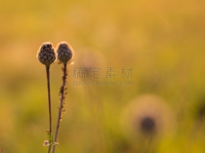特写,蓟,紫色,仅一朵花,自然美,水平画幅,无人,五月,明亮,骨针
