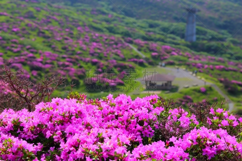 美山,九州,水平画幅,无人,2015年,粉色,熊本,杜鹃花,摄影,花