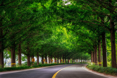 路,水杉,皱纹,潭阳郡,美,里山,水平画幅,美人,早晨,夏天