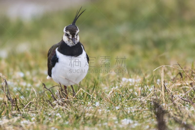 麦鸡亚科,自然,野生动物,水平画幅,地形,无人,鸟类,野外动物,户外,喙