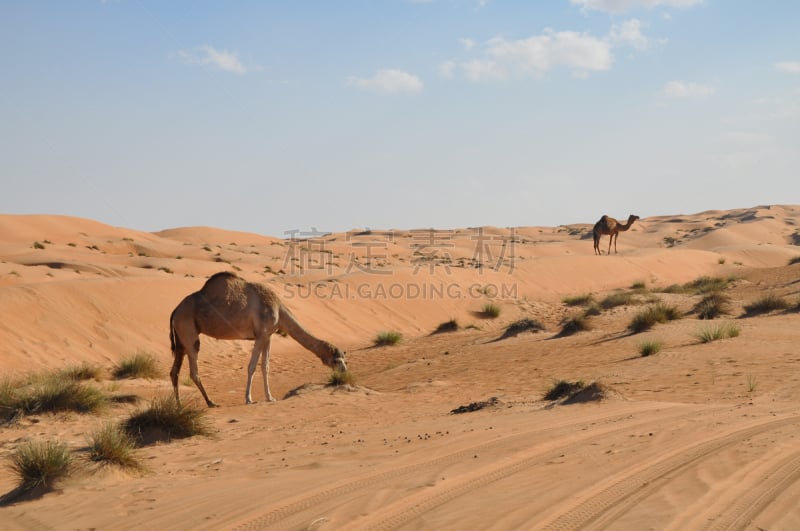 骆驼,阿曼,沙漠,驼峰,一个物体,rub' al-khali,empty quarter,阿拉伯半岛,也门,沙特阿拉伯