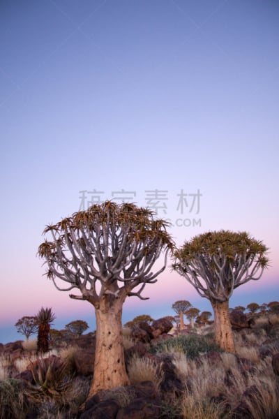 芦荟树木,基特曼舒普,蹄兔,吕德里茨,芦荟,垂直画幅,小的,无人,非洲,南
