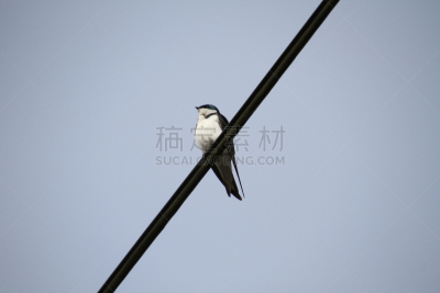树燕,北方深红色食蜂鸟,电力线,电缆,自然,美,野生动物,水平画幅,蓝色,鸟类