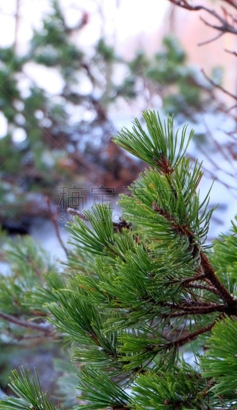 雪,松木,陆地,维纳尔,子叶,玉器,鲜绿色,复叶,油橄榄树,垂直画幅