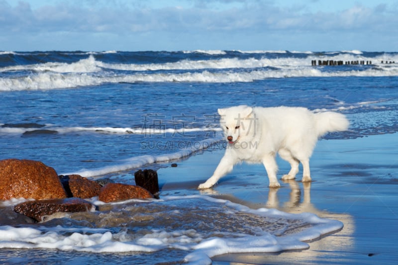 进行中,萨摩耶犬,狗,海洋,白色,晴朗,白昼,美,水平画幅,美人