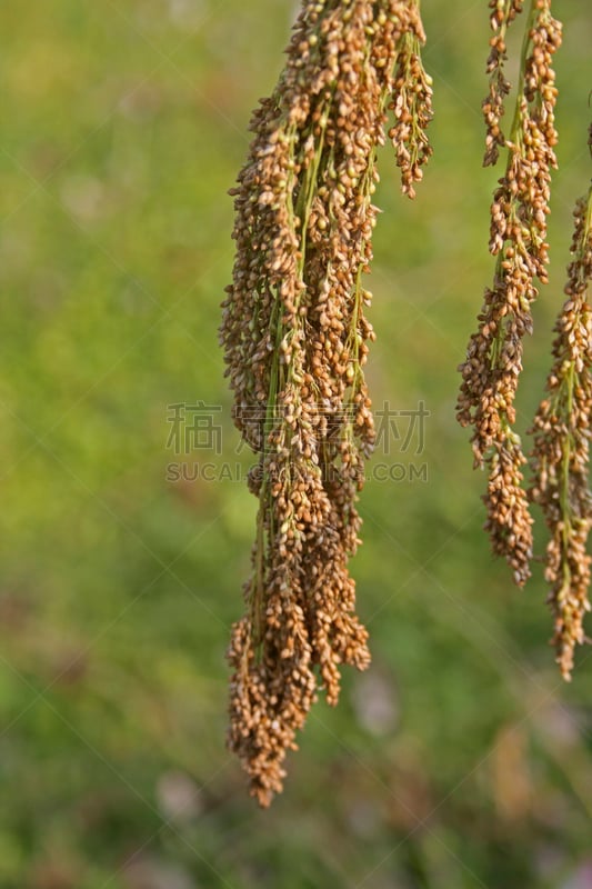 糜子,马哈拉施特拉邦,印度,田地,鸟食,稷,家猪,穗,垂直画幅,褐色