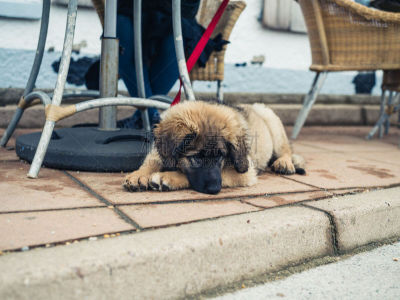 leonberger,咖啡馆,户外,小狗,在下面,桌子,纯种犬,水平画幅,可爱的,椅子