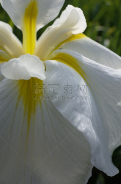 仅一朵花,白色,日本鸢尾,黄色,垂直画幅,选择对焦,美,公园,无人,江户时代