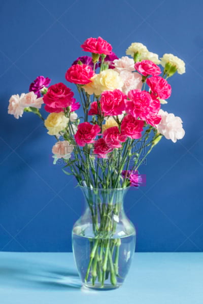 康乃馨,花瓶,温斯顿塞伦,北卡罗来纳,自然,垂直画幅,水,美国,无人,花