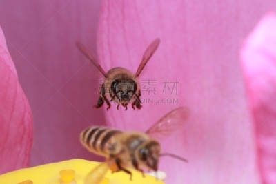 荷花,蜜蜂,粉色,花粉,一个物体,热,清新,野生动物,翅膀,自然美