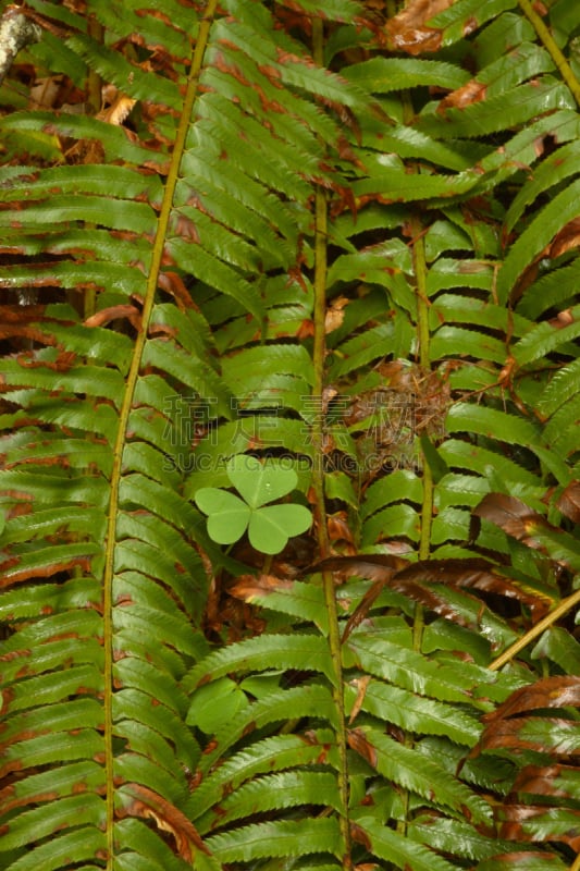 三叶草,剑 fern,蒂拉穆克,酢浆草,垂直画幅,俄勒冈州,俄勒冈郡,绿色,无人,户外