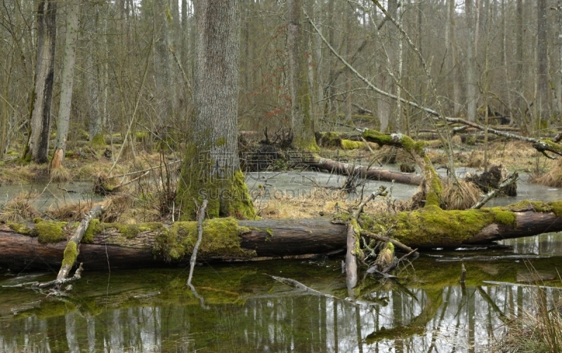 地形,春天,bialowieza forest,过时的,水,水平画幅,无人,苔藓,沼泽,户外