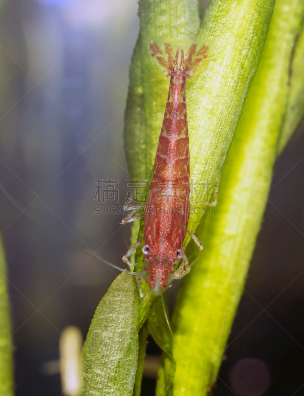 樱桃,虾,垂直画幅,水,表格,动物学,水下,户外,明虾,生物学