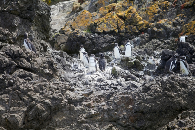 麦哲伦海峡企鹅,奇洛埃岛（智）,企鹅,群岛,自然,水,旅游目的地,水平画幅,生物,无人
