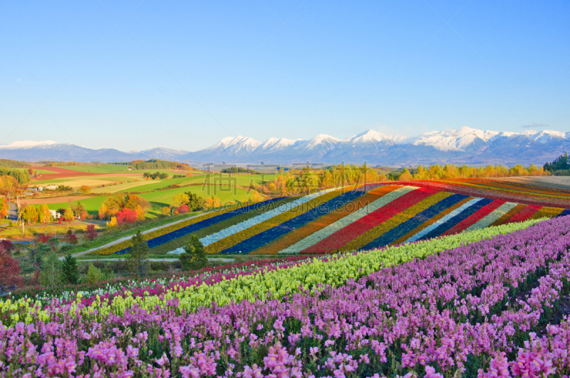 山,日本,全景,园林,美瑛町,天空,公园,水平画幅,雪,无人