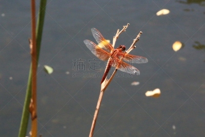 两只动物,撇水蜻蜓,火焰,水,蜻蜓,水平画幅,橙色,动物身体部位,户外,翅膀