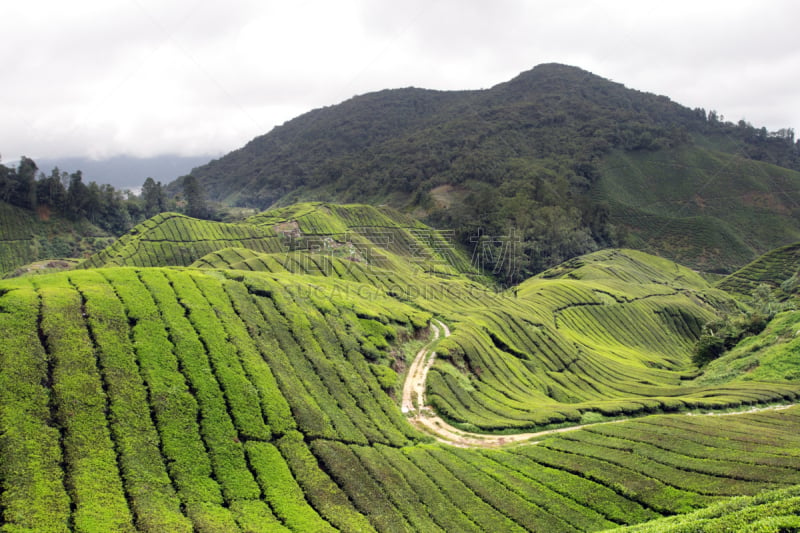 马来西亚,卡梅伦蒙大纳,苏格兰高地,自然,茶树,水平画幅,地形,山,景观设计,无人